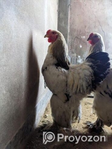 Colombian Light Brahma Rooster