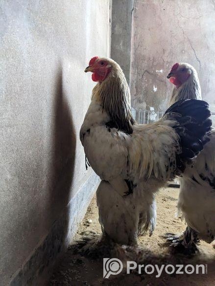Colombian Light Brahma Rooster