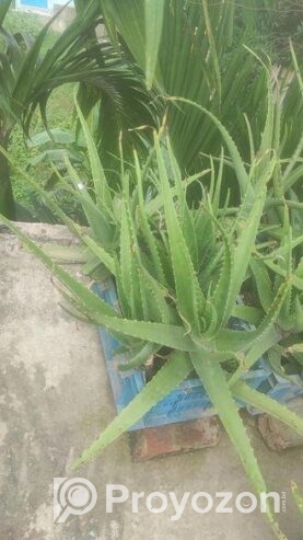 রেডিমেট ক্যারেট এ বসানো বড়ো এলোভেরা গাছ