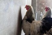 Colombian Light Brahma Rooster