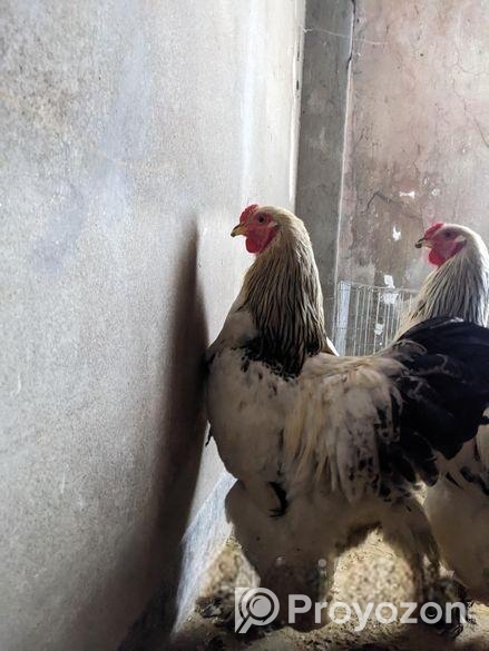 Colombian Light Brahma Rooster