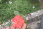 রেডিমেট বসানো গোলাপ ফুল গাছ।