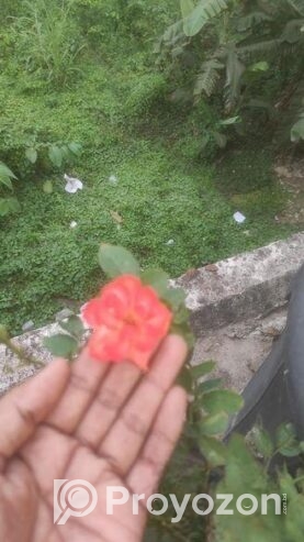 রেডিমেট বসানো গোলাপ ফুল গাছ।
