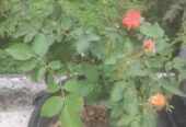 রেডিমেট বসানো গোলাপ ফুল গাছ।