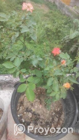 রেডিমেট বসানো গোলাপ ফুল গাছ।