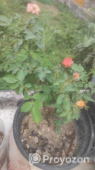 রেডিমেট বসানো গোলাপ ফুল গাছ।