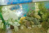 Aquarium