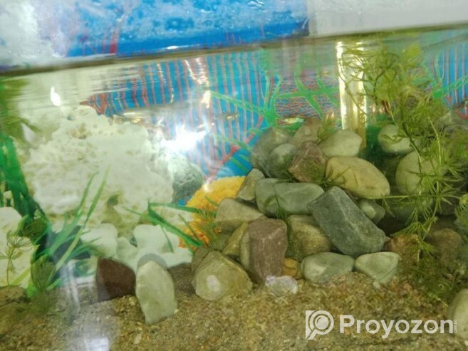 Aquarium