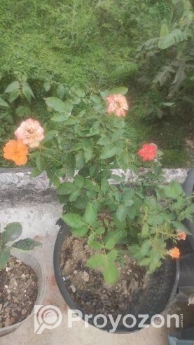 রেডিমেট বসানো গোলাপ ফুল গাছ।