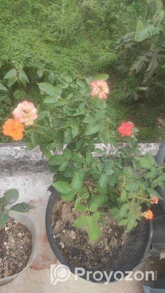 রেডিমেট বসানো গোলাপ ফুল গাছ।