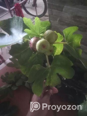 ত্বিন ফল গাছের কাটিং
