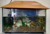 Aquarium