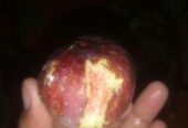 ত্বিন ফল গাছের কাটিং
