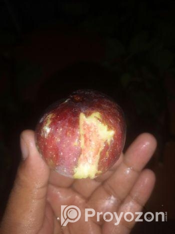 ত্বিন ফল গাছের কাটিং