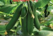 Arabian Cucumber | এরাবিয়ান শসা বীজ