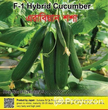 Arabian Cucumber | এরাবিয়ান শসা বীজ