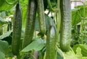 Arabian Cucumber | এরাবিয়ান শসা বীজ