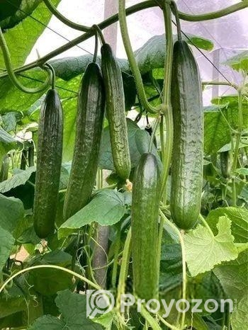 Arabian Cucumber | এরাবিয়ান শসা বীজ