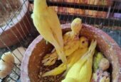 Tame size budgie bird
