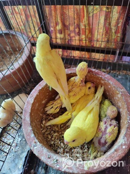 Tame size budgie bird