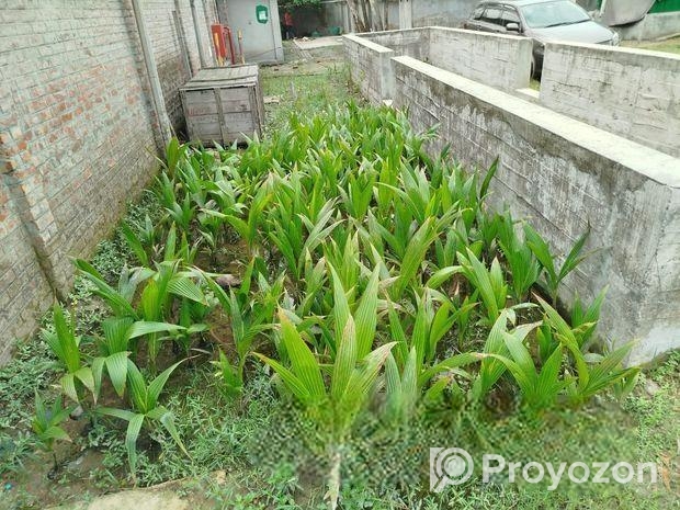 নারিকেল গাছ