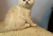 Pure Persian kittens