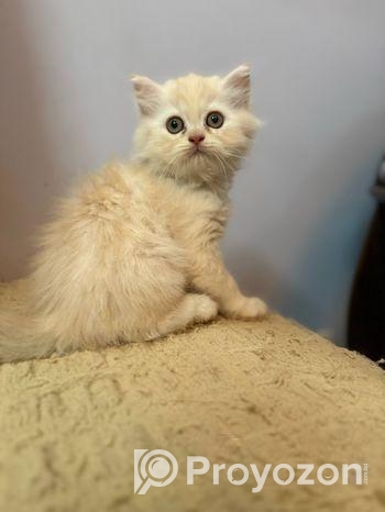 Pure Persian kittens