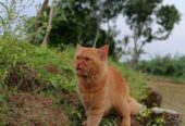 Traditional Persian cat male 13 months