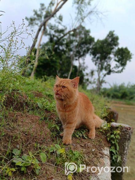 Traditional Persian cat male 13 months