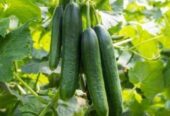 Arabian Cucumber | এরাবিয়ান শসা বীজ