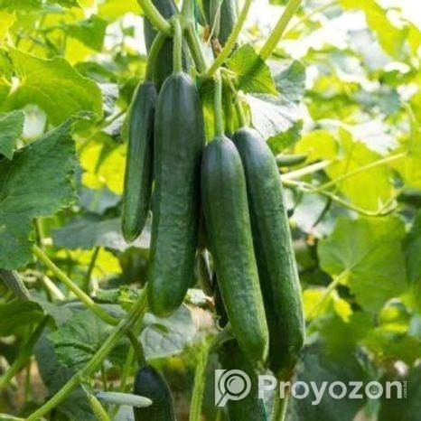 Arabian Cucumber | এরাবিয়ান শসা বীজ