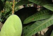 ছাদ বাগান এর ফল গাছ