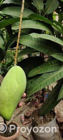 ছাদ বাগান এর ফল গাছ