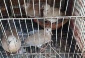 Austrilian yellow dove running pair
