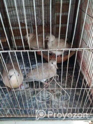 Austrilian yellow dove running pair