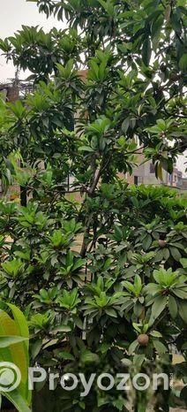 ছাদ বাগান এর ফল গাছ