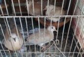 Austrilian yellow dove running pair
