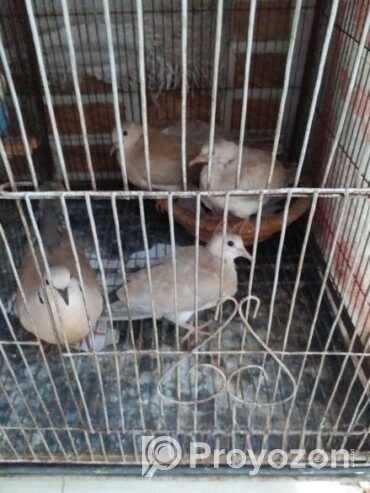 Austrilian yellow dove running pair