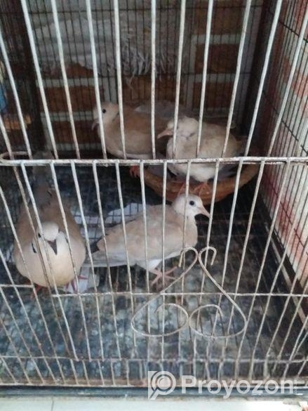 Austrilian yellow dove running pair