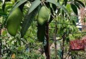 ছাদ বাগান এর ফল গাছ