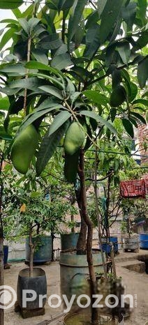 ছাদ বাগান এর ফল গাছ