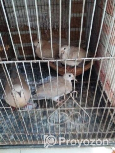 Austrilian yellow dove running pair