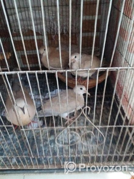 Austrilian yellow dove running pair