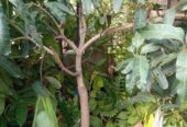 ব্রুণাই কিং আম গাছ