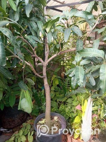 ব্রুণাই কিং আম গাছ