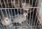 Austrilian yellow dove running pair