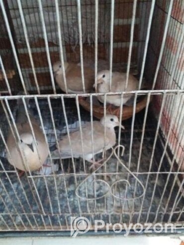 Austrilian yellow dove running pair