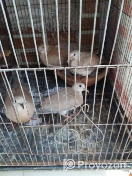 Austrilian yellow dove running pair