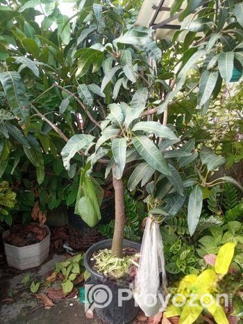ব্রুণাই কিং আম গাছ