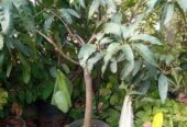 ব্রুণাই কিং আম গাছ